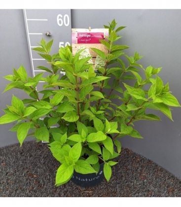 Hydrangea