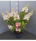 Hydrangea