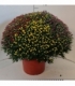 Chrysanthemum