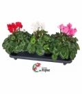 Cyclamen