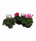 Cyclamen