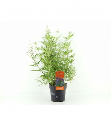 Vitex