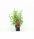 Vitex