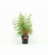 Vitex