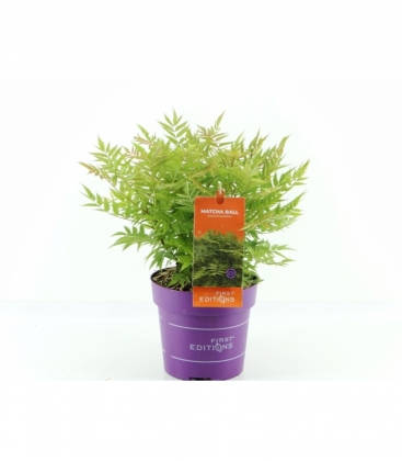 Sorbaria