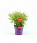 Sorbaria