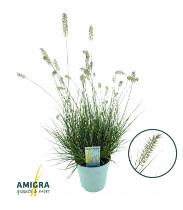 Pennisetum
