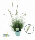 Pennisetum