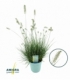 Pennisetum