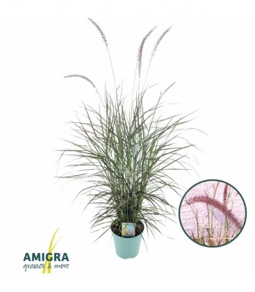 Pennisetum