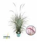 Pennisetum