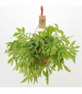 Rhipsalis