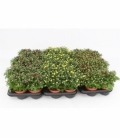 Chrysanthemum