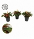 Peperomia