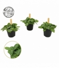 Fittonia