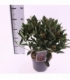 Skimmia