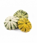 Cucurbita