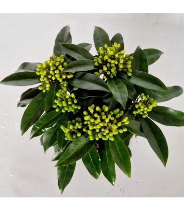 Skimmia