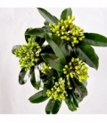 Skimmia
