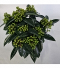Skimmia