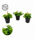 Peperomia