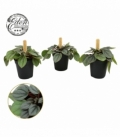Peperomia