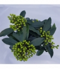 Skimmia
