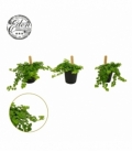 Pilea