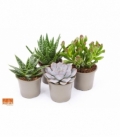succulents