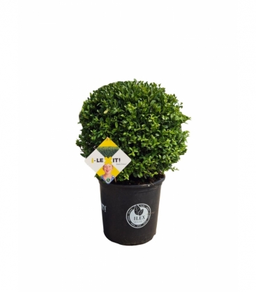 Ilex