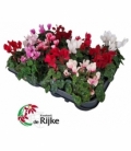 Cyclamen