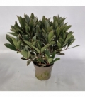 Skimmia