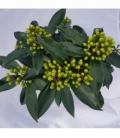 Skimmia