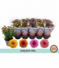 Chrysanthemum