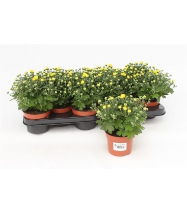 Chrysanthemum