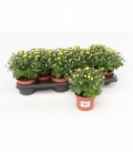 Chrysanthemum
