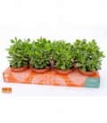 Crassula