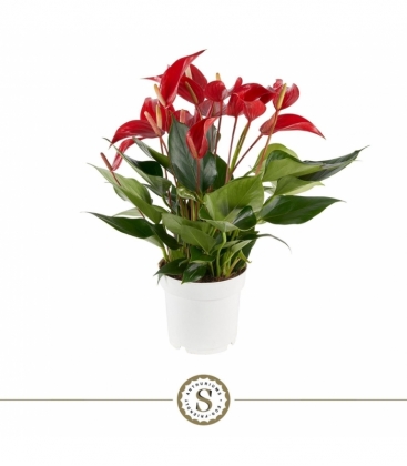 Anthurium