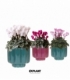 Cyclamen