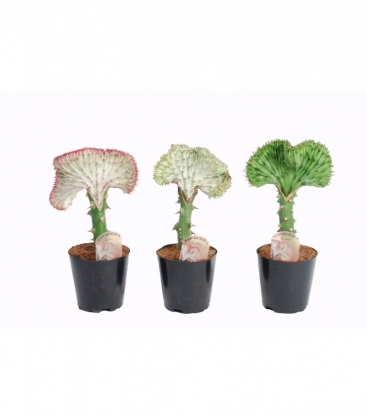 Euphorbia
