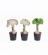 Euphorbia