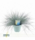 Festuca