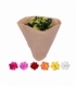 Kalanchoe
