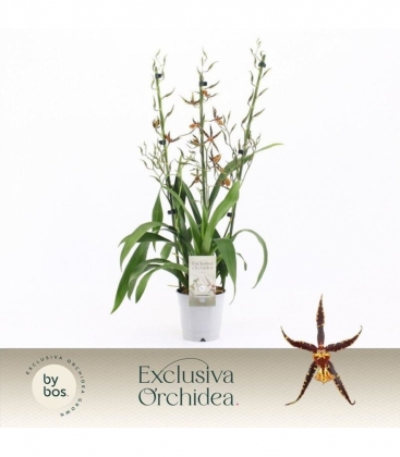 Oncidium