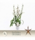 Oncidium