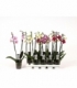 Phalaenopsis