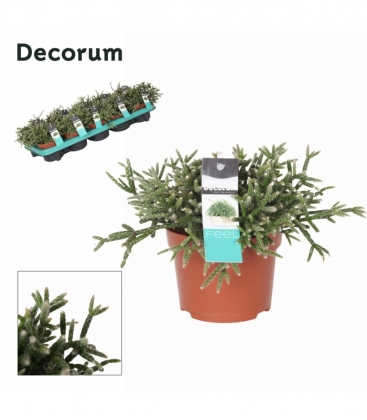 Rhipsalis