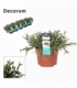 Rhipsalis