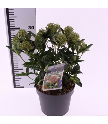 Skimmia
