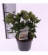 Skimmia